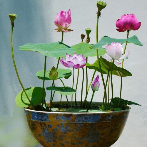 Le Bol à Bonsaï Sacré Fleur de Lotus