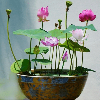 The Sacred Bonsai Bowl Lotus Flower