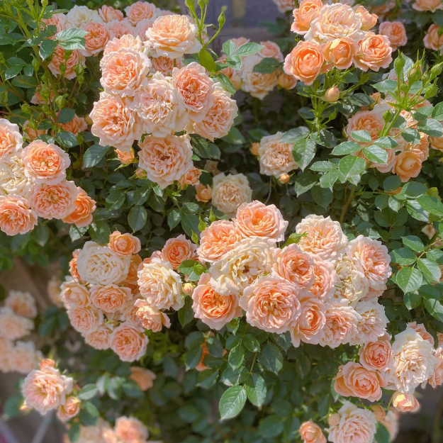 🌹CLIMBING ROSE—YEAR-ROUND BLOOMING