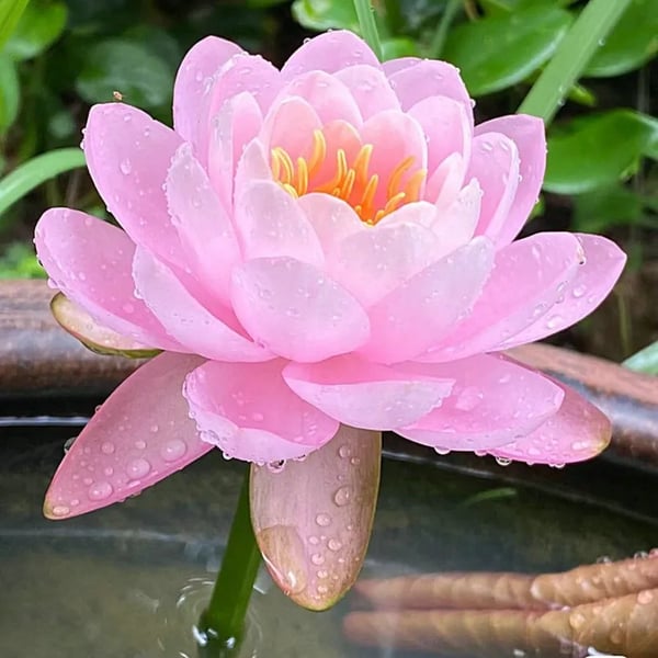 🌸7 Days germination🌸Last Day Sale - 60% OFF💐The Sacred Bonsai Bowl Lotus Flower