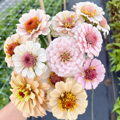 🌺DOUBLE ZINNIA MIXED COLOR SEEDS