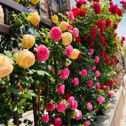 🌹CLIMBING ROSE—YEAR-ROUND BLOOMING