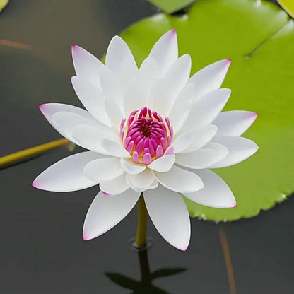 🌸7 Days germination🌸Last Day Sale - 60% OFF💐The Sacred Bonsai Bowl Lotus Flower