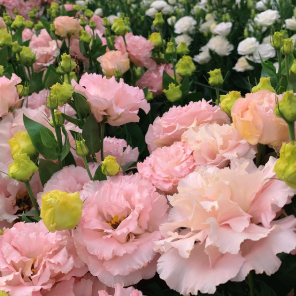 🌺LISIANTHUS - AMOUR SINCÈRE