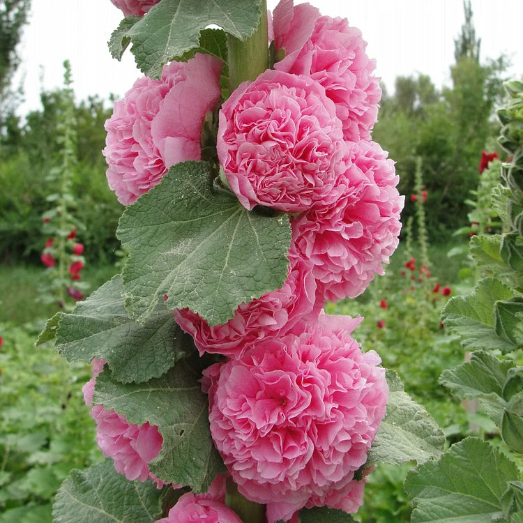 GRAINES DE roses trémières doubles