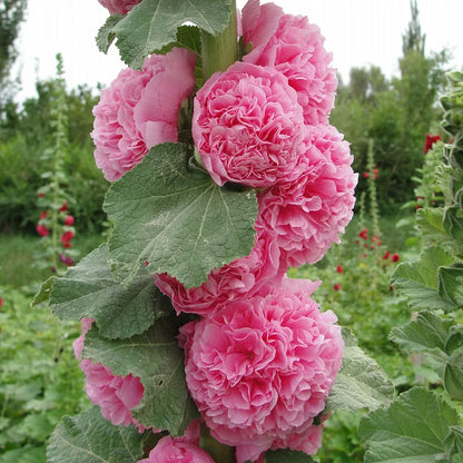 DOUBLE HOLLYHOCK SEEDS