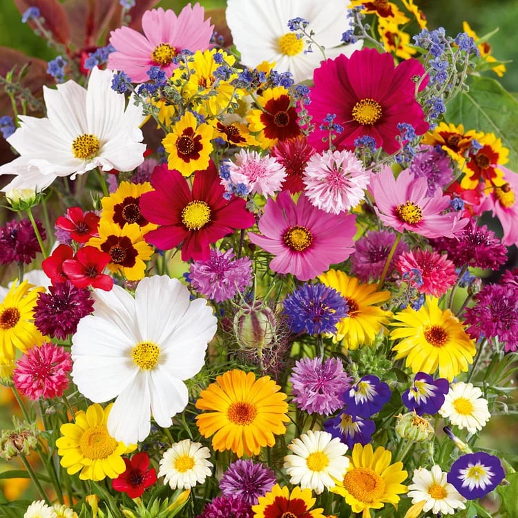 🏆Vente limitée pour la fête des mères à 50 %🏆Paquet de graines de fleurs mélangées de qualité supérieure