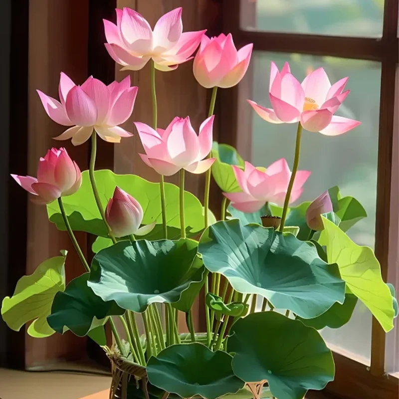 The Sacred Bonsai Bowl Lotus Flower