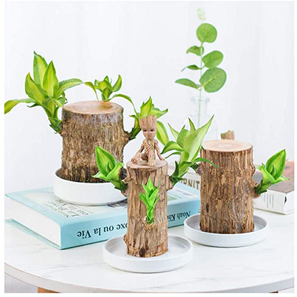 🔥Plantes hydroponiques de bois du Brésil Groot Lucky Wood en pot🔥