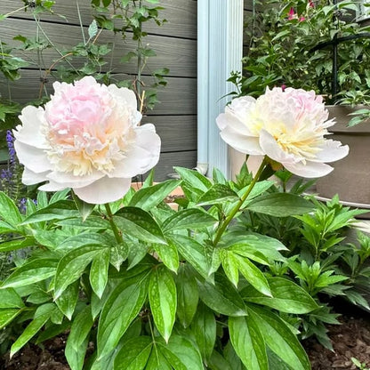 🌺THE QUEEN OF FLOWERS—DOUBLE PETALED PIANI