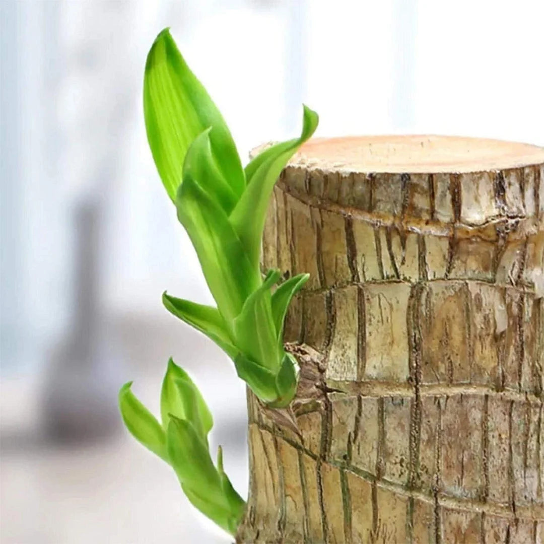 🔥Plantas hidropónicas de madera de Brasil Groot Lucky Wood en maceta🔥