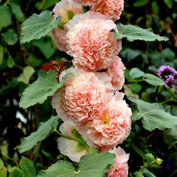 DOUBLE HOLLYHOCK SEEDS