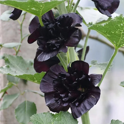 GRAINES DE roses trémières doubles