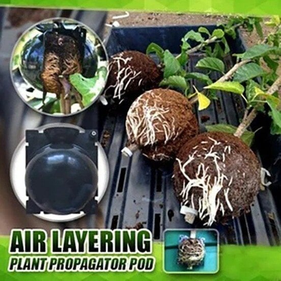 🌱Plant Root Growing Box