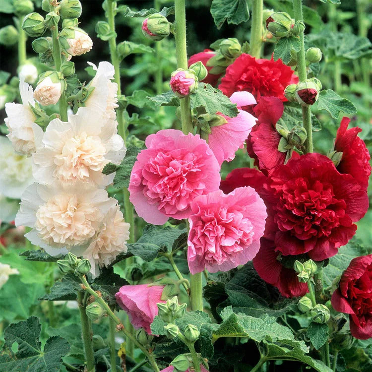 GRAINES DE roses trémières doubles