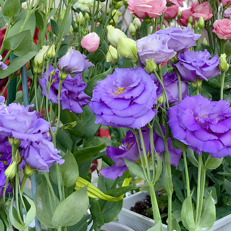 🌺LISIANTHUS - AMOR SINCERO