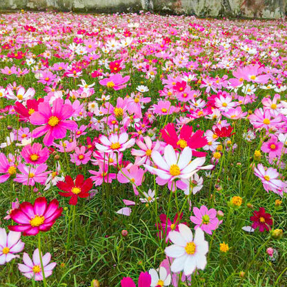 🏆Vente limitée pour la fête des mères à 50 %🏆Paquet de graines de fleurs mélangées de qualité supérieure