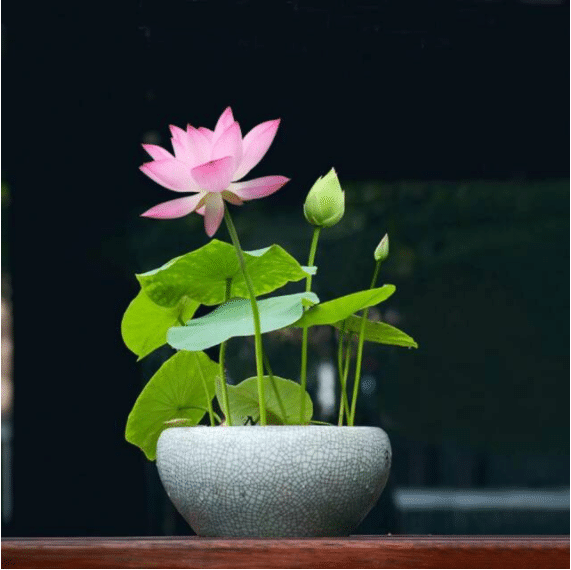 The Sacred Bonsai Bowl Lotus Flower