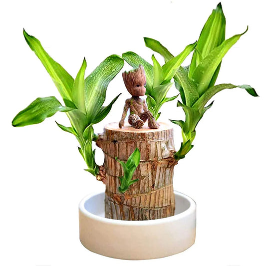 🔥Brazilwood Hydroponic Plants Groot Lucky Wood Potted🔥