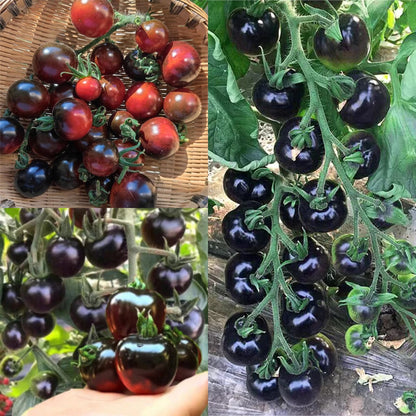 Black Tomato - Black Beauty Queen🍅