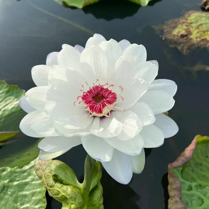 🌸7 Days germination🌸Last Day Sale - 60% OFF💐The Sacred Bonsai Bowl Lotus Flower