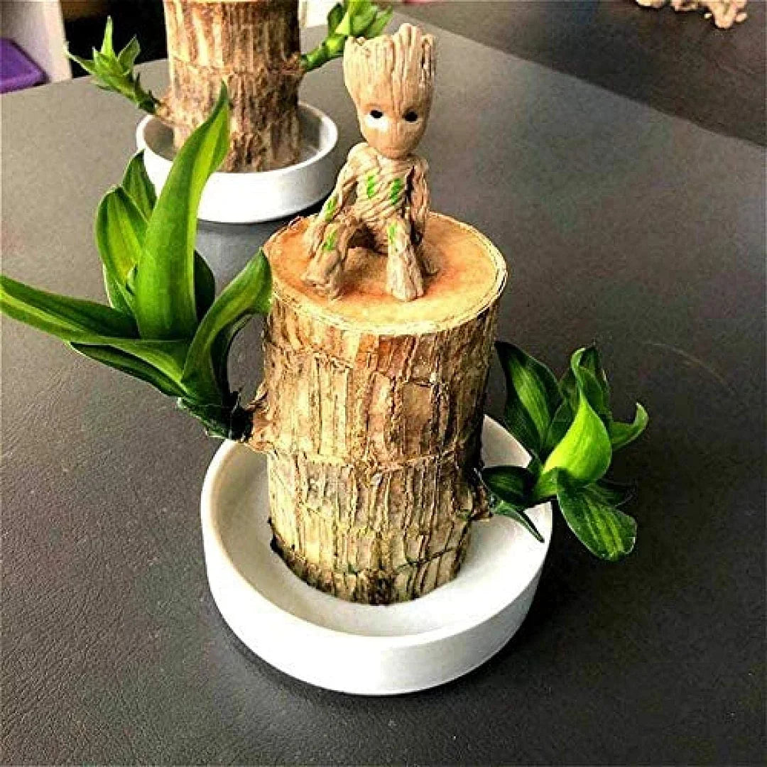 🔥Plantes hydroponiques de bois du Brésil Groot Lucky Wood en pot🔥