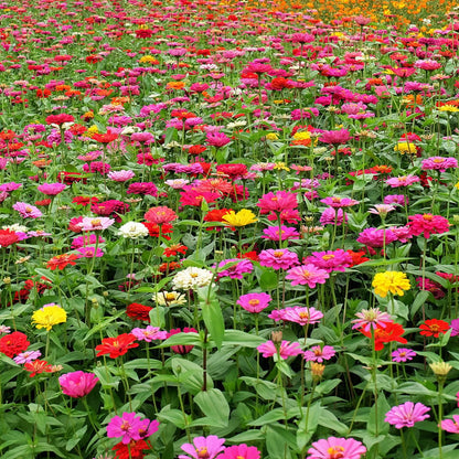 🏆Vente limitée pour la fête des mères à 50 %🏆Paquet de graines de fleurs mélangées de qualité supérieure