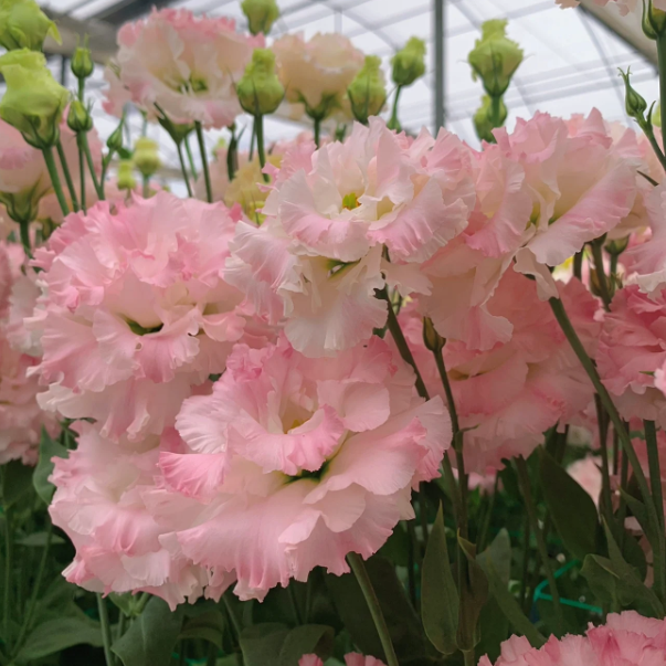 🌺LISIANTHUS - AMOUR SINCÈRE