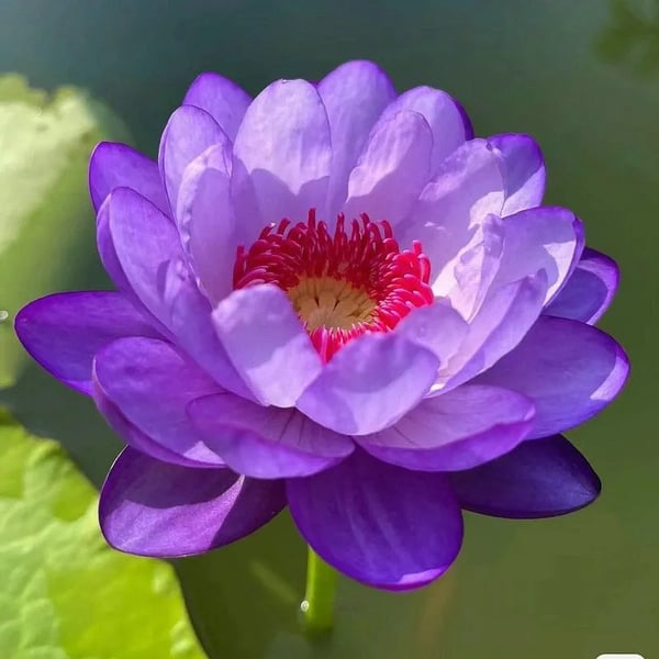 🌸7 Days germination🌸Last Day Sale - 60% OFF💐The Sacred Bonsai Bowl Lotus Flower