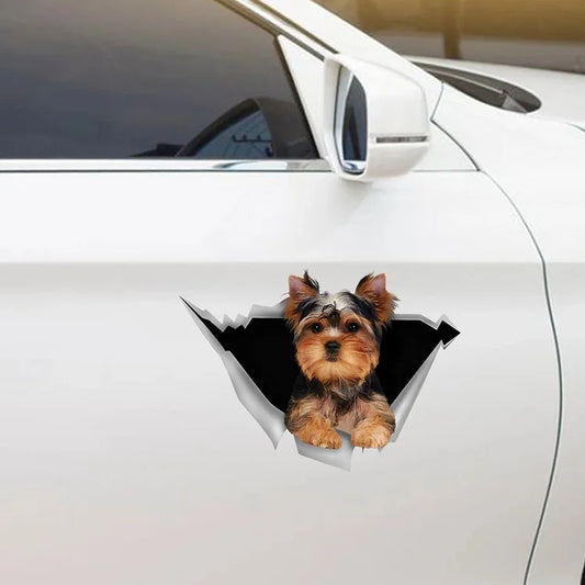 Nos gusta andar en autos Yorkshire Terrier Sticker V1