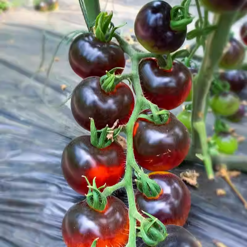 Black Tomato - Black Beauty Queen🍅