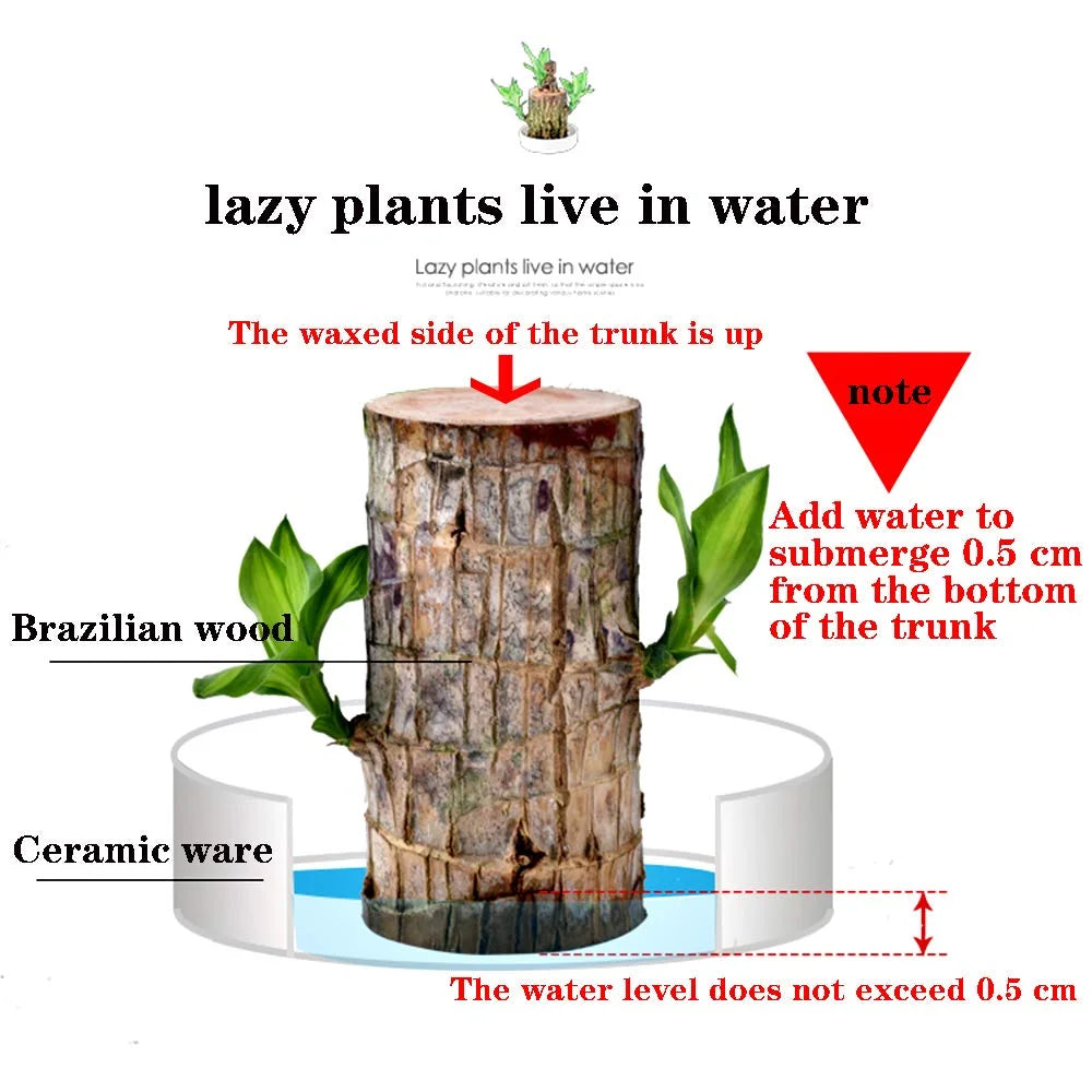 🔥Plantas hidropónicas de madera de Brasil Groot Lucky Wood en maceta🔥