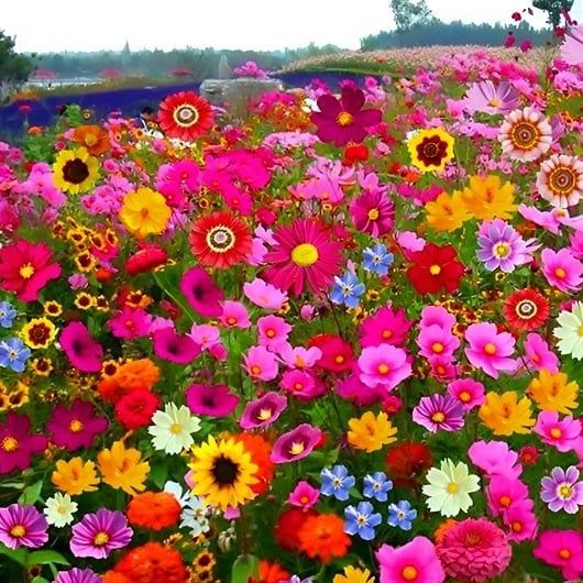 🏆Mother Day's Limited Sale 50%🏆Premium Mixed Flower Seed Package