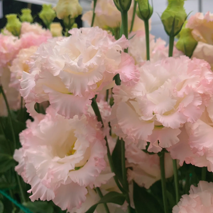 🌺LISIANTHUS - AMOUR SINCÈRE