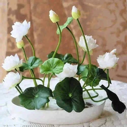 The Sacred Bonsai Bowl Lotus Flower