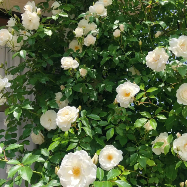 🌹CLIMBING ROSE—YEAR-ROUND BLOOMING