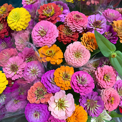 🌺DOUBLE ZINNIA MIXED COLOR SEEDS