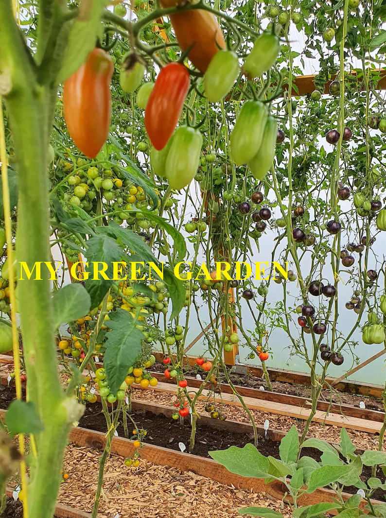 Black Tomato - Black Beauty Queen🍅