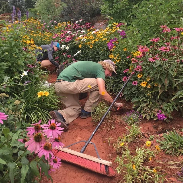 🏆Vente limitée pour la fête des mères à 50 %🏆Paquet de graines de fleurs mélangées de qualité supérieure