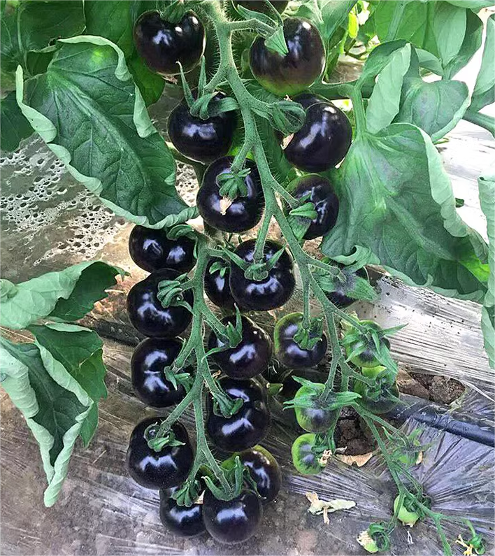 Black Tomato - Black Beauty Queen🍅