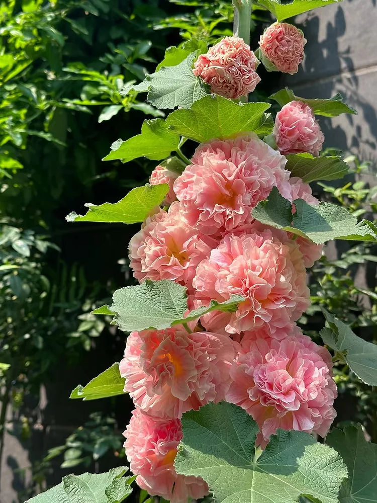 GRAINES DE roses trémières doubles