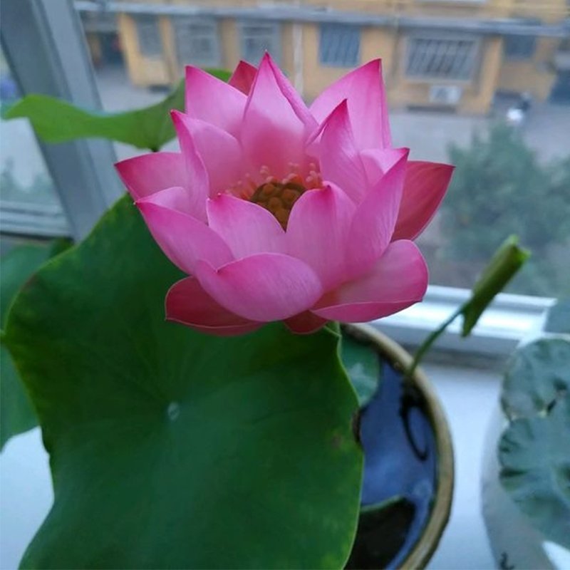 The Sacred Bonsai Bowl Lotus Flower