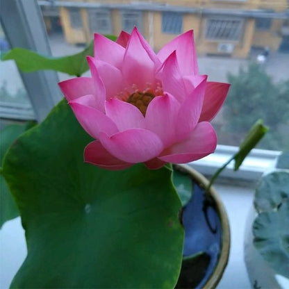 The Sacred Bonsai Bowl Lotus Flower