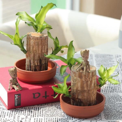 🔥Plantes hydroponiques de bois du Brésil Groot Lucky Wood en pot🔥