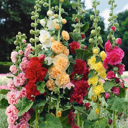 GRAINES DE roses trémières doubles