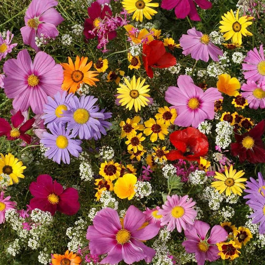 🏆Mother Day's Limited Sale 50%🏆Premium Mixed Flower Seed Package