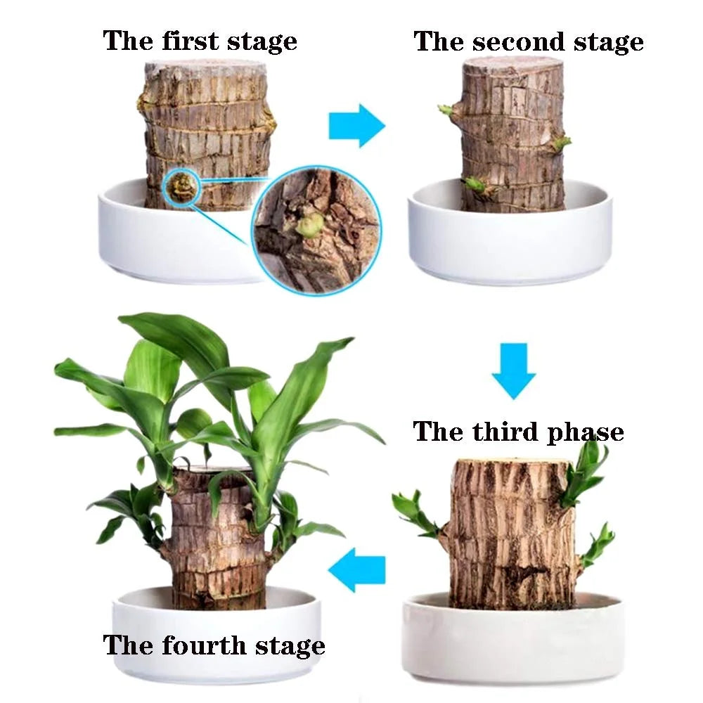 🔥Plantas hidropónicas de madera de Brasil Groot Lucky Wood en maceta🔥