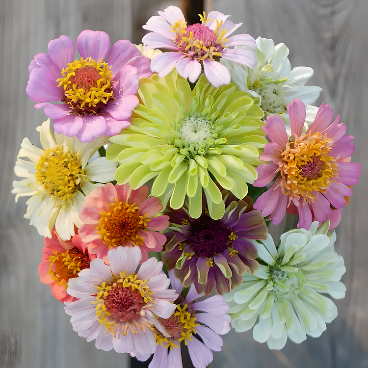 🌺DOUBLE ZINNIA MIXED COLOR SEEDS