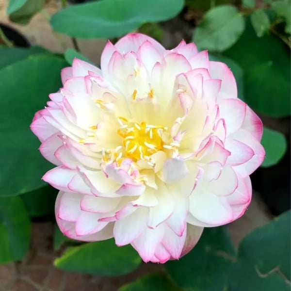 🌸7 Days germination🌸Last Day Sale - 60% OFF💐The Sacred Bonsai Bowl Lotus Flower