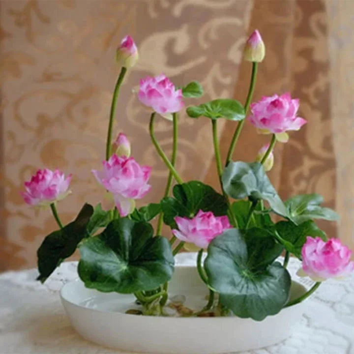 The Sacred Bonsai Bowl Lotus Flower